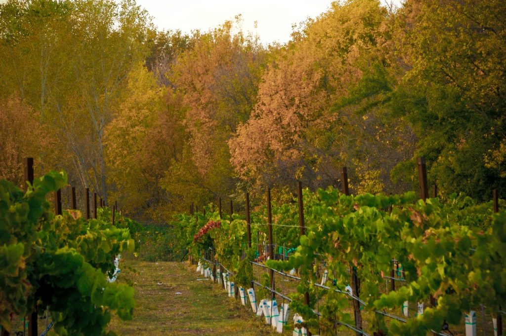 Cornville vineyards, towns near sedona